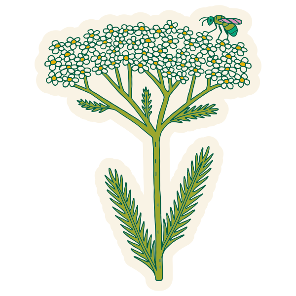 Meadow Herbs Stickers