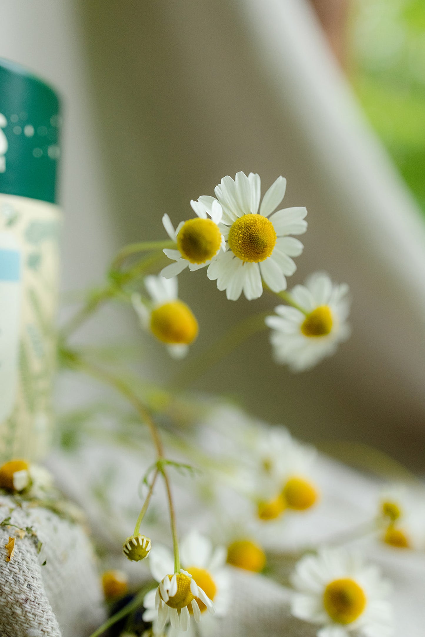 Dream Tender Tea