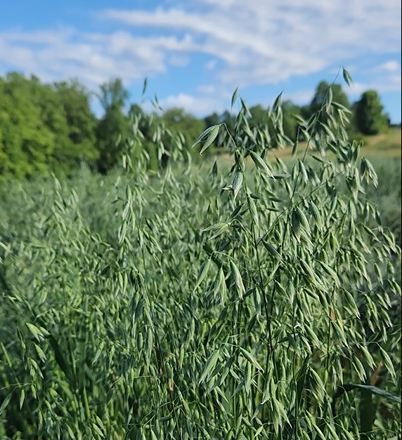 Fresh Milky Oats